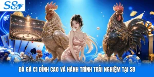 Đá Gà C1 Đỉnh Cao Và Hành Trình Trải Nghiệm Tại S8
